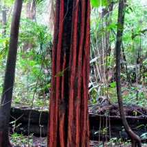 Tree with red bark